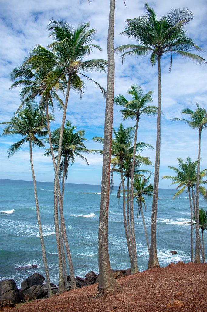 sri lanka, exotic, nature-4580991.jpg