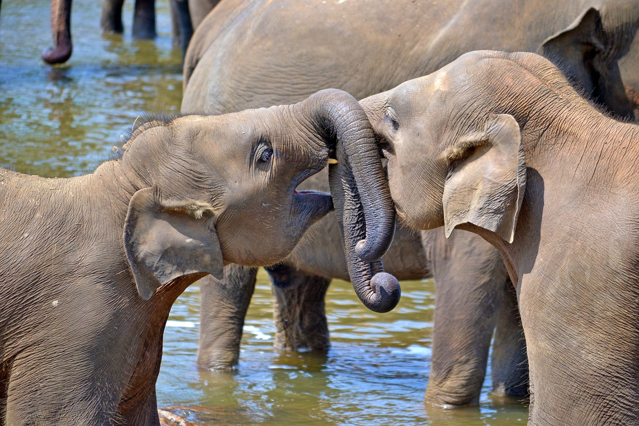 Day Tour to Pinnawala Elephant Orphanage