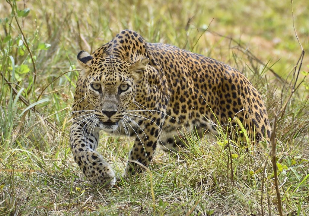 srilanka trip, srilankatour packages, yala national park-6889809.jpg